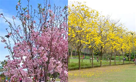 黃鐘花風水